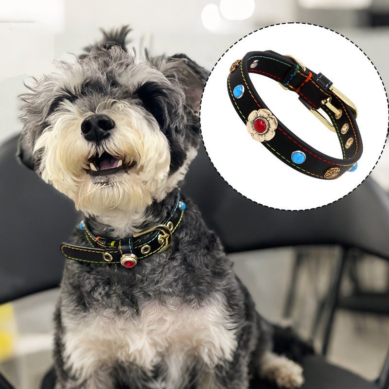 Fashionable Accessory Collar