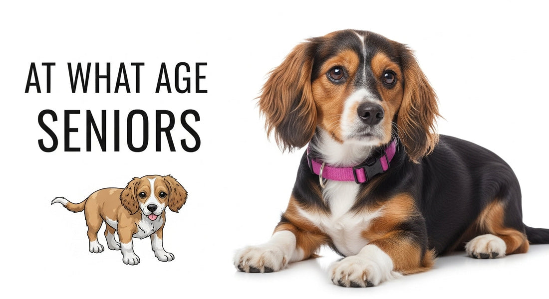 At What Age Are Pets Considered Seniors?
