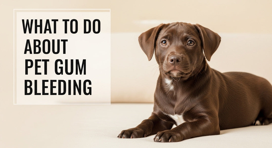 What to Do About Pet Gum Bleeding?