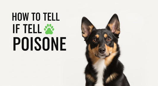 How to Tell If Your Pet Is Poisoned?