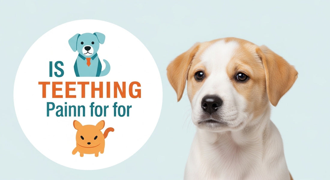 Is Puppy Teething Painful for Them?
