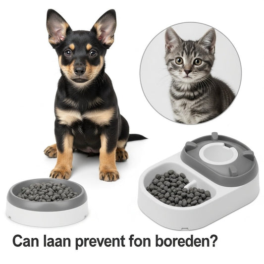 Can Interactive Feeders Prevent Pet Boredom?