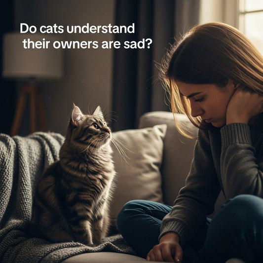 A sad-looking woman (resting chin on hand) sits on a cozy living room couch; a tabby cat looks up attentively at her. Text overlay on the image reads: 'Do cats understand their owners are sad?'