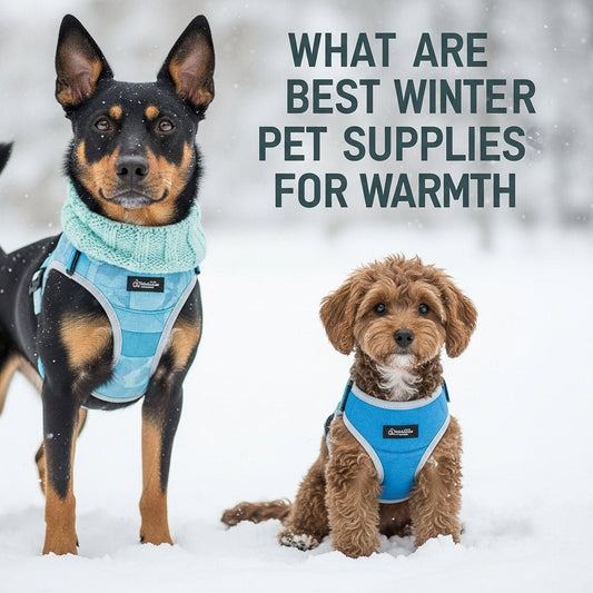What Are the Best Winter Pet Supplies for Warmth?